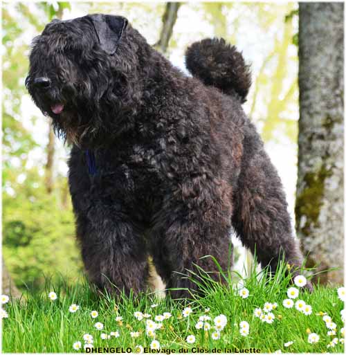 DHENGELO © Elevage de bouviers des flandres du Clos de la Luette specialisé pour le bouvier des flandres Copyrigth depose